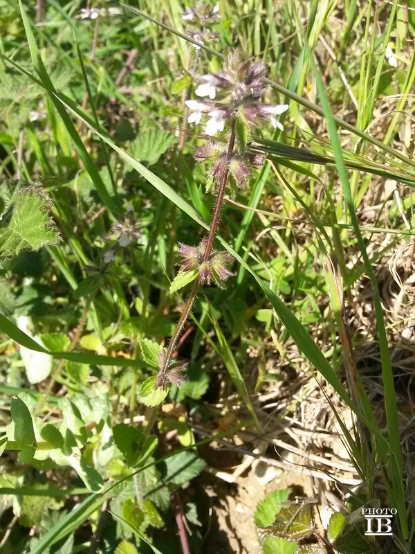 Stachys arvensis